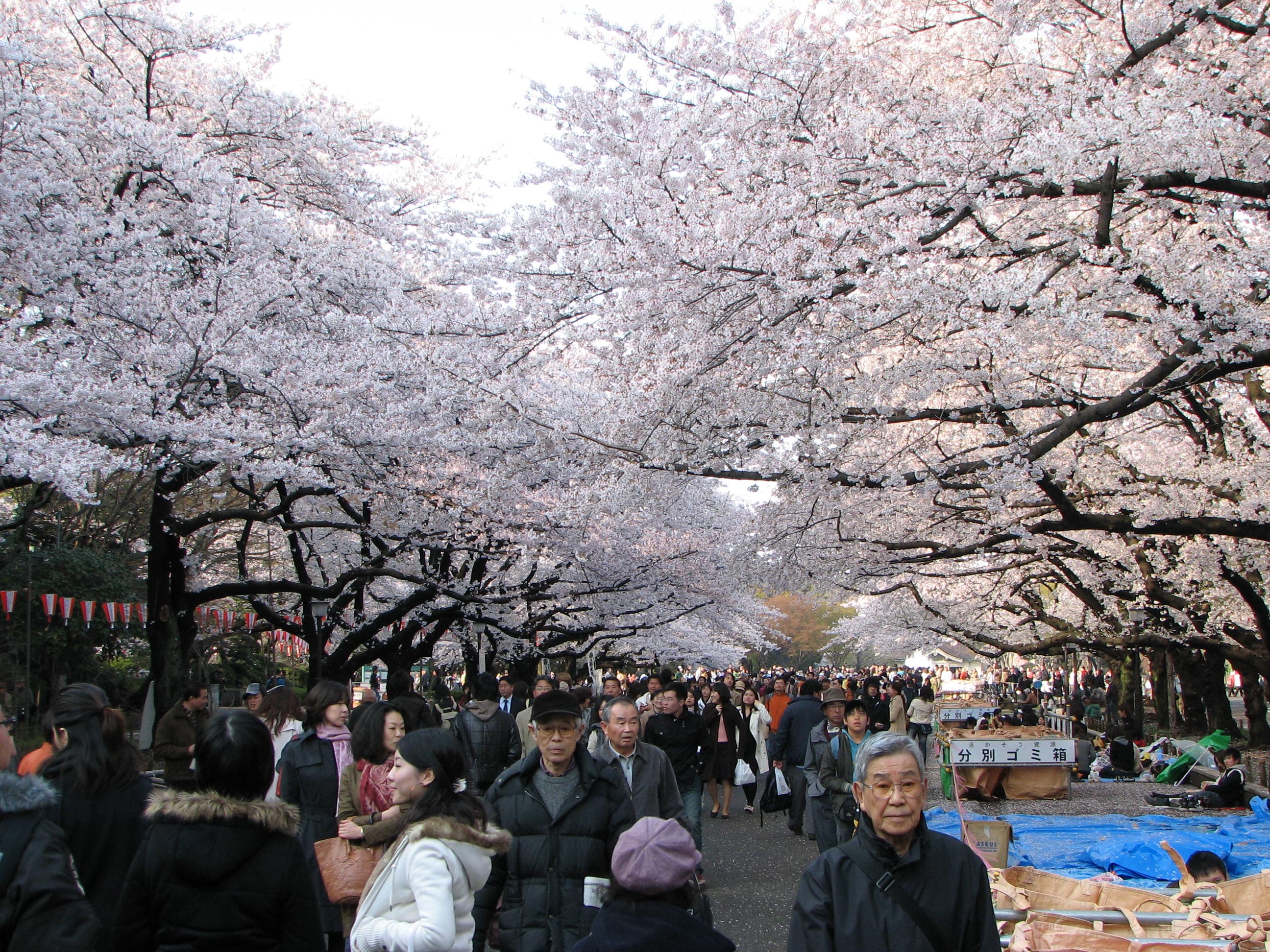 Ueno: the park and the market below